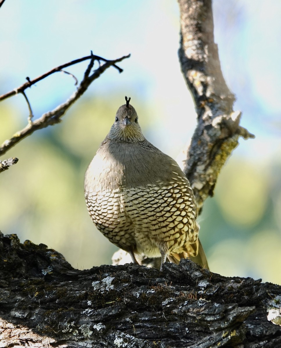 California Quail - ML632718857