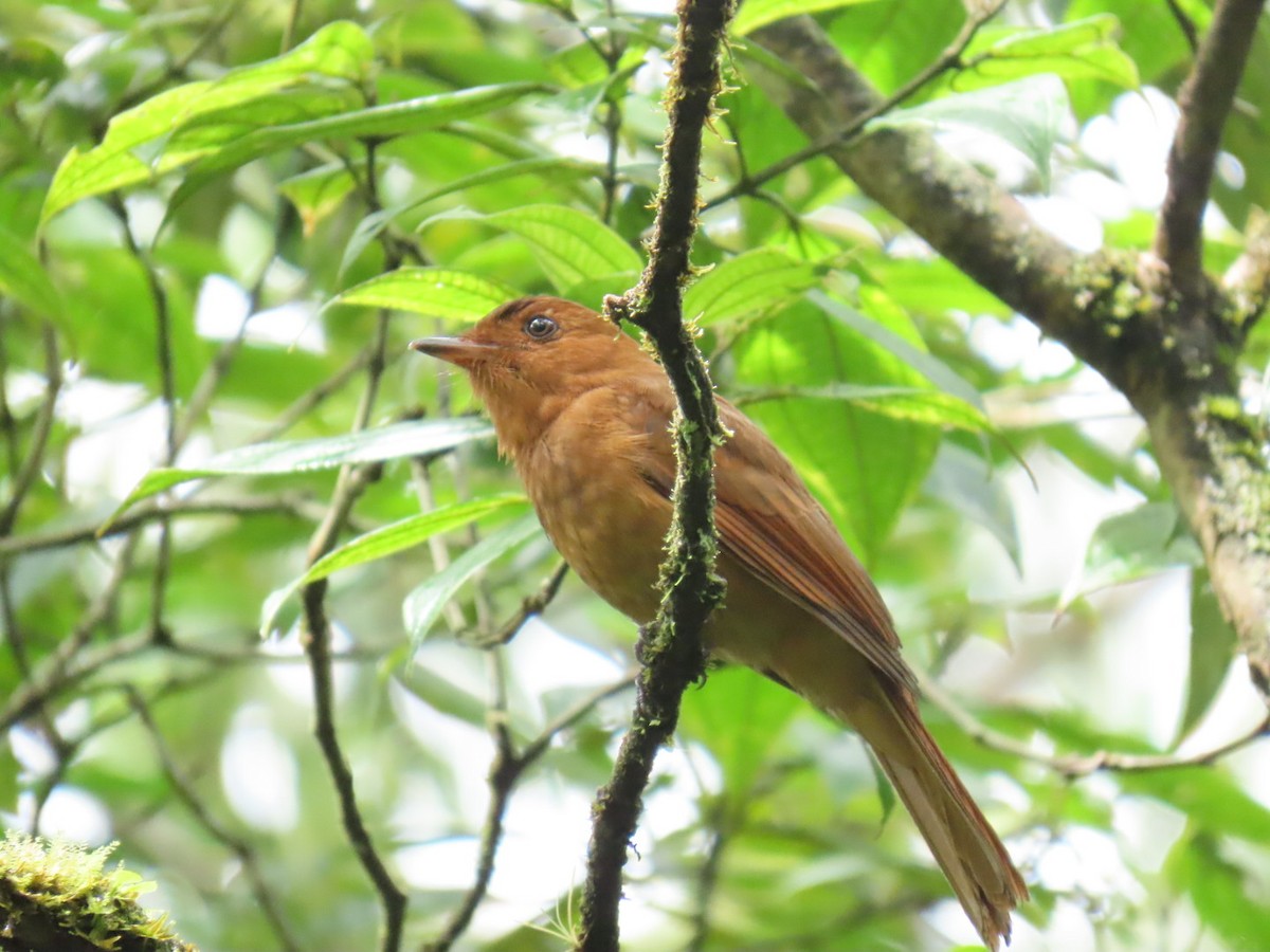Rufous Piha - ML632718859