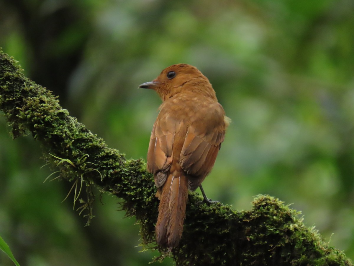 Rufous Piha - ML632718862