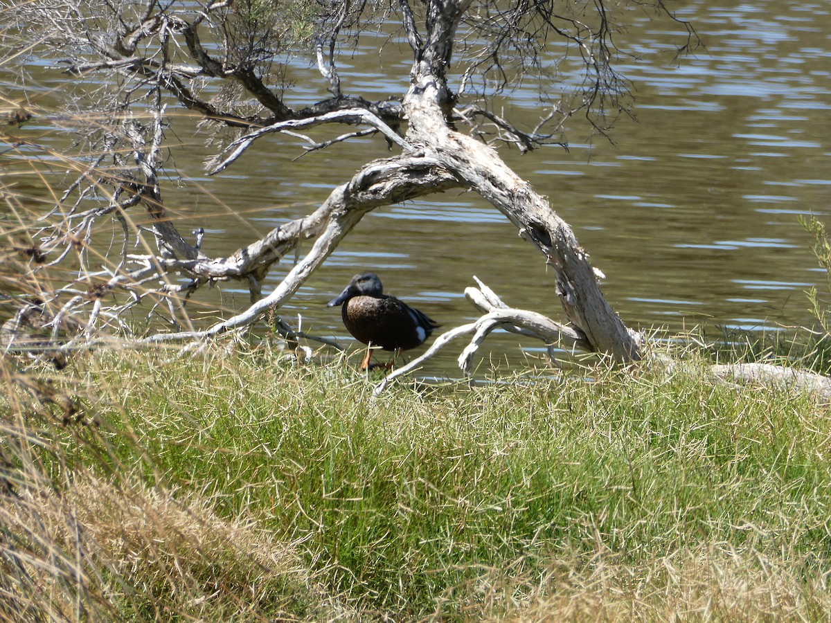Australasian Shoveler - ML632718872