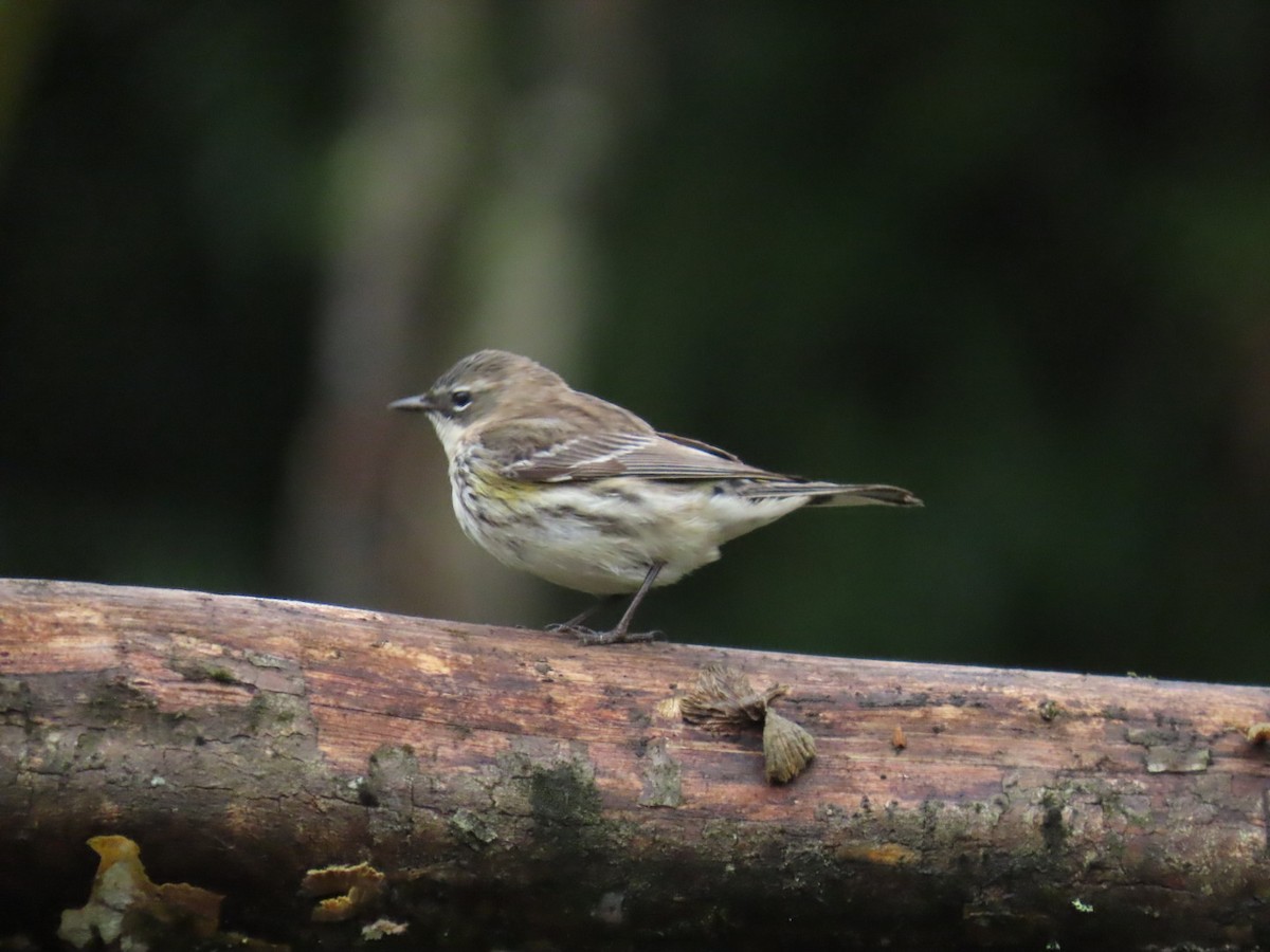 Yellow-rumped Warbler - ML632718873
