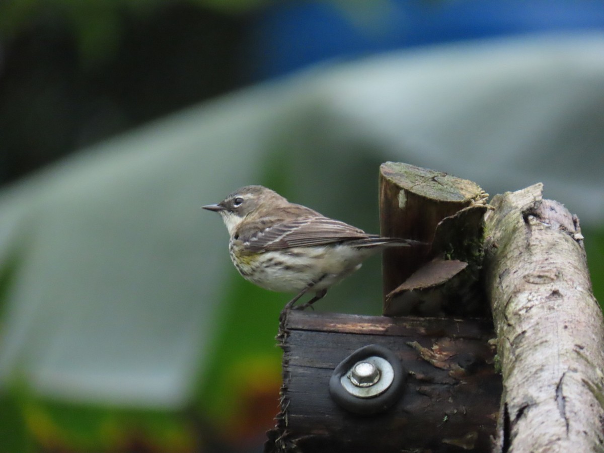 Yellow-rumped Warbler - ML632718874