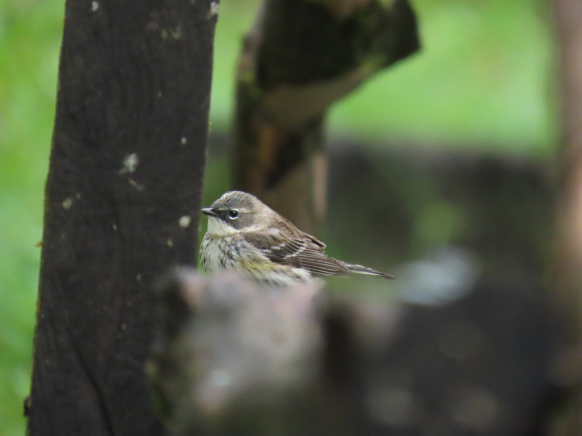 Yellow-rumped Warbler - ML632718875