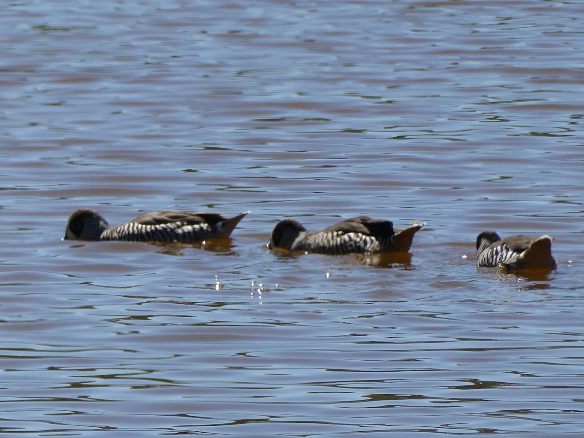 Pink-eared Duck - ML632718889