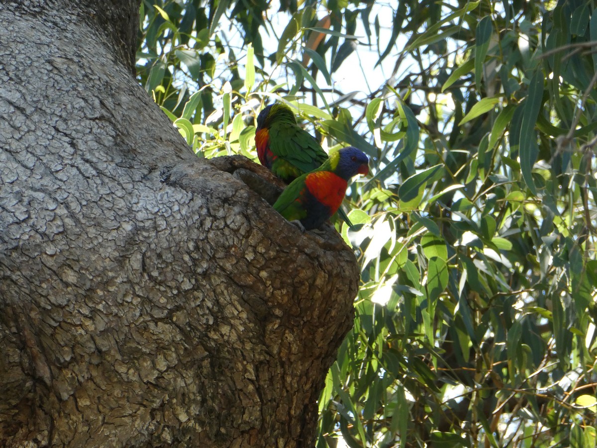Rainbow Lorikeet - ML632718938