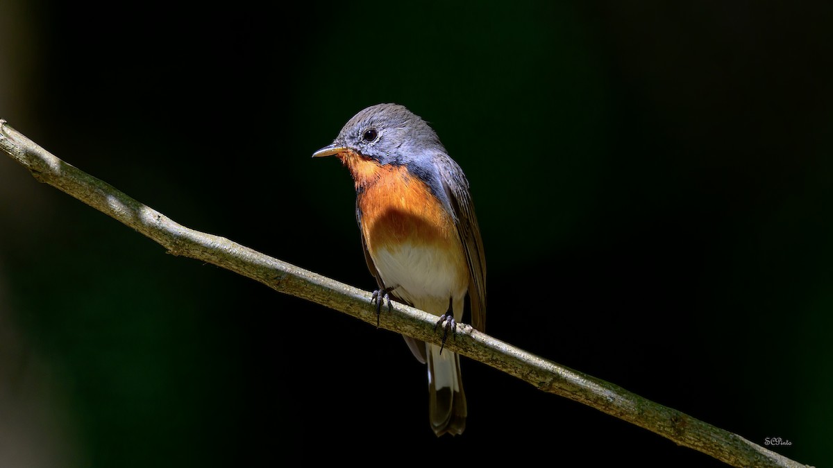 Kashmir Flycatcher - ML632719163