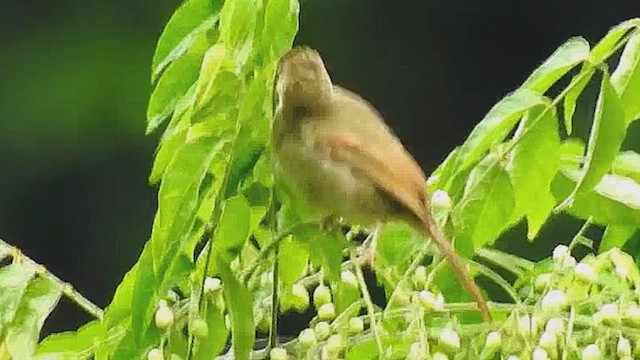 Bulbul de Charlotte - ML632719318