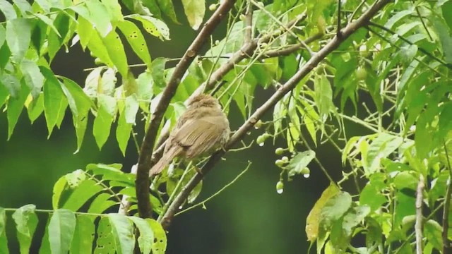 Bulbul de Charlotte - ML632719319