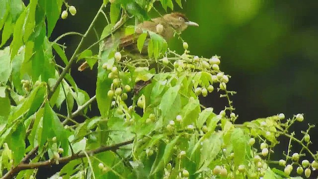 Bulbul de Charlotte - ML632719323