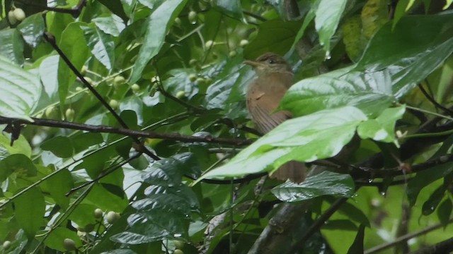 Bulbul de Charlotte - ML632719326