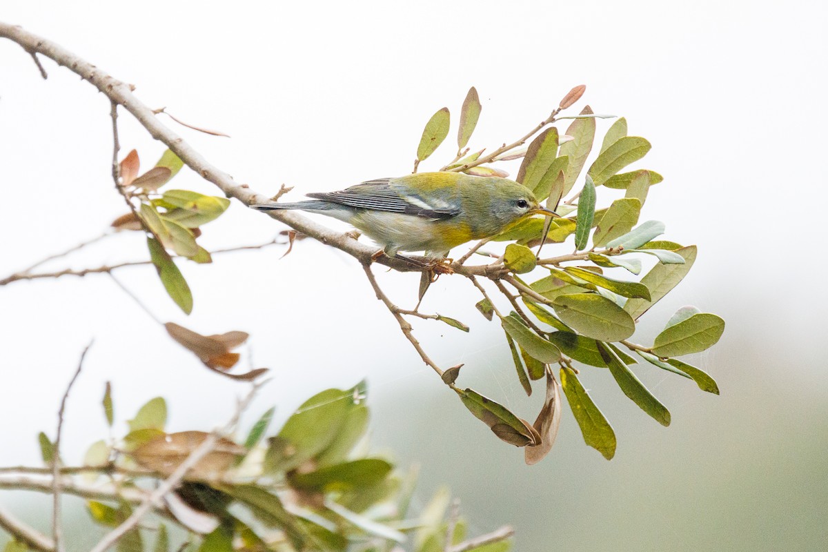 Northern Parula - ML632719461