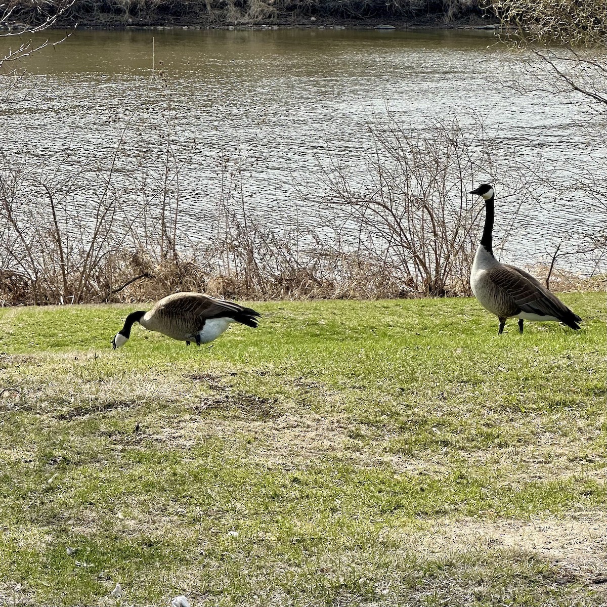 Canada Goose - ML632719615