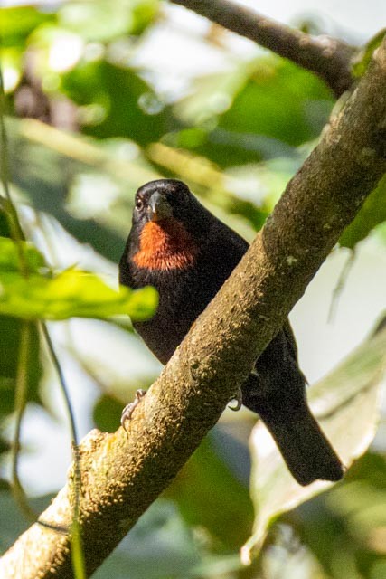 Lesser Antillean Bullfinch - ML632719827