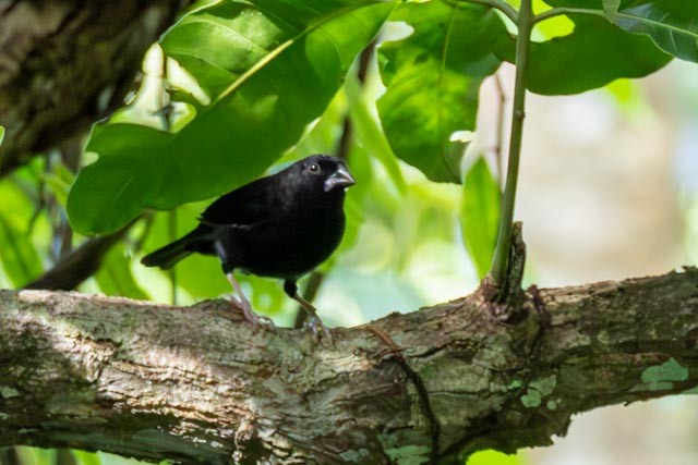 St. Lucia Black Finch - ML632719867