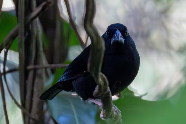 St. Lucia Black Finch - ML632719868