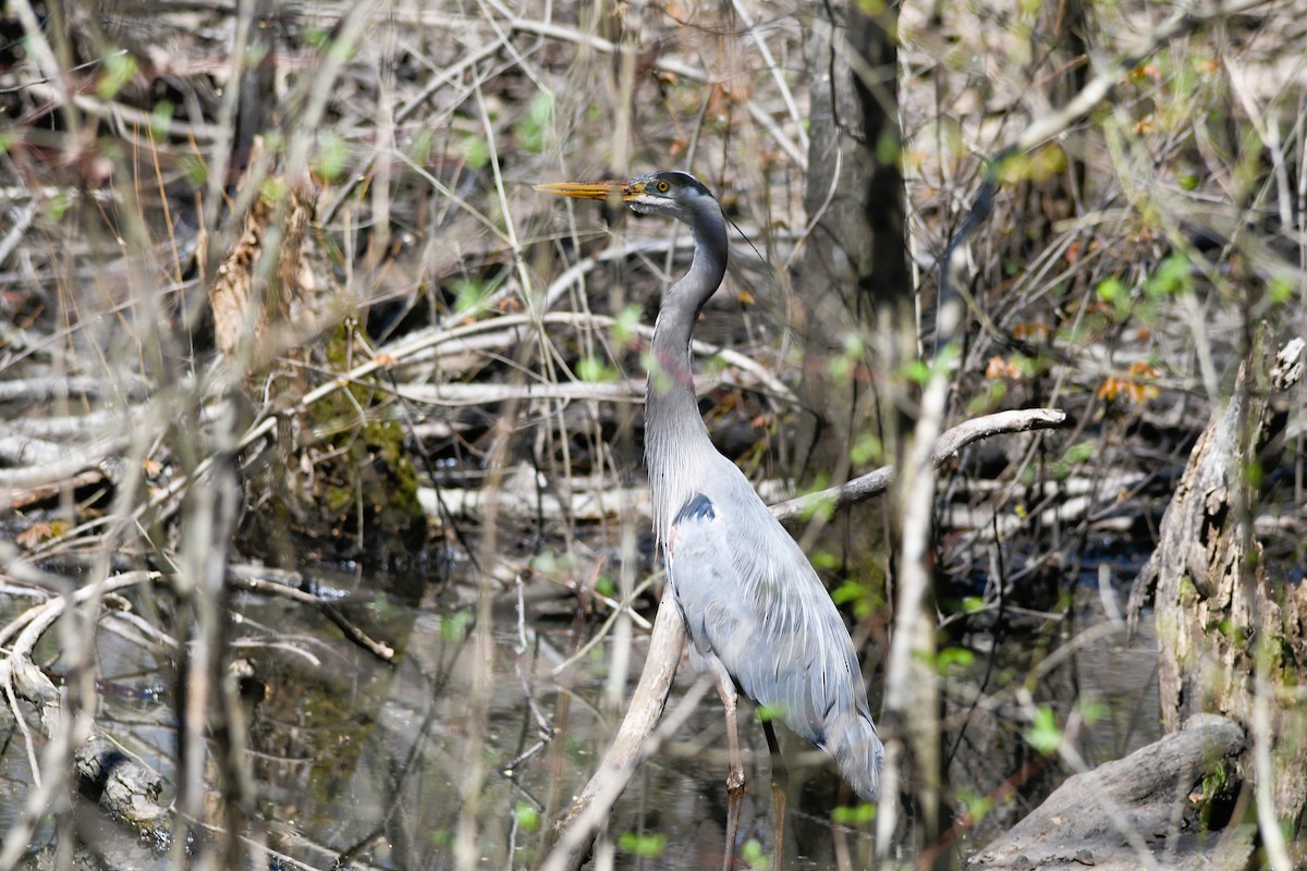 Great Blue Heron - ML632719895