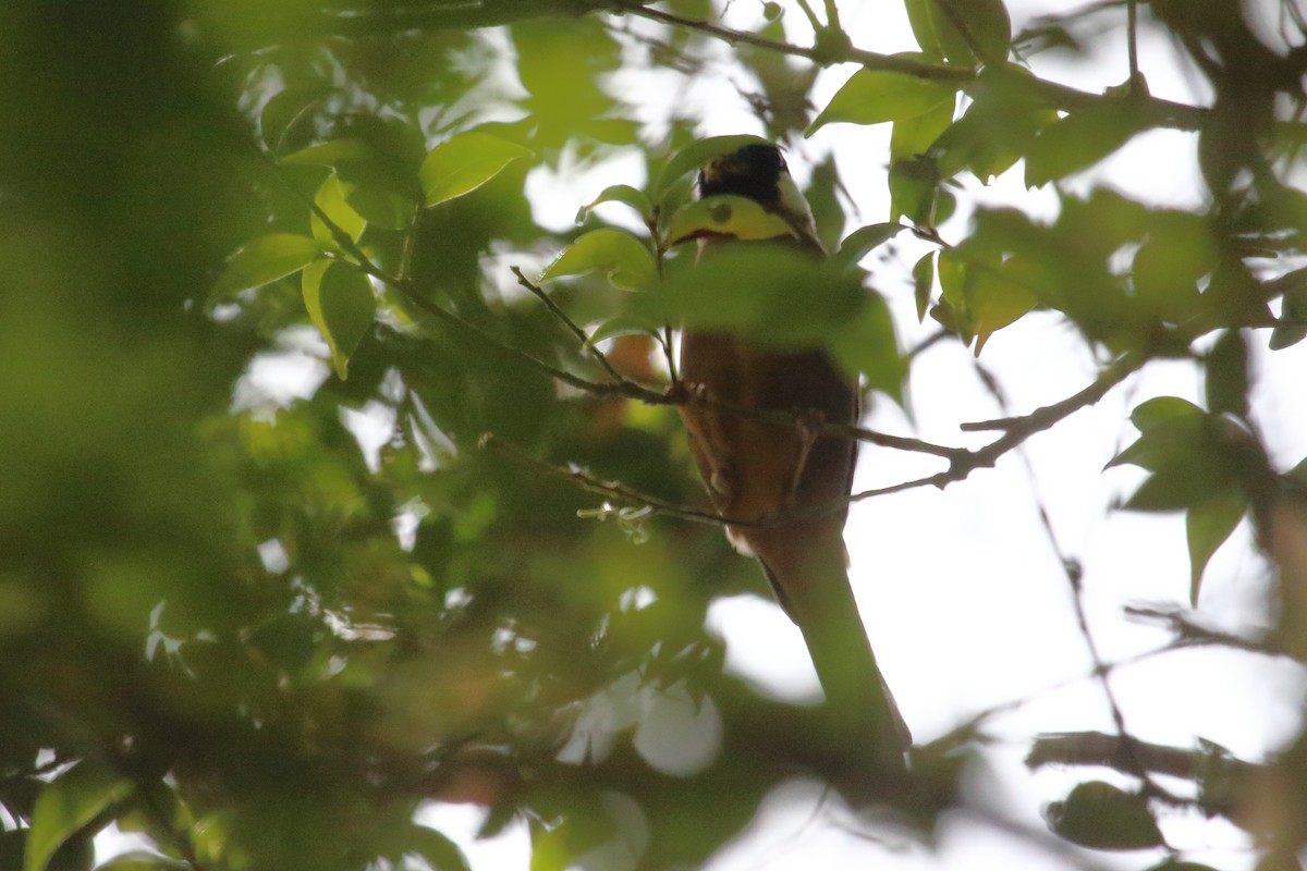 White-cheeked Bullfinch - ML632719918