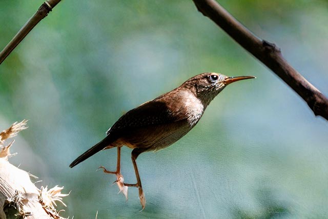 St. Lucia Wren - ML632719944