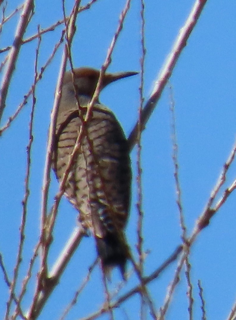 Northern Flicker (Red-shafted) - ML632719949