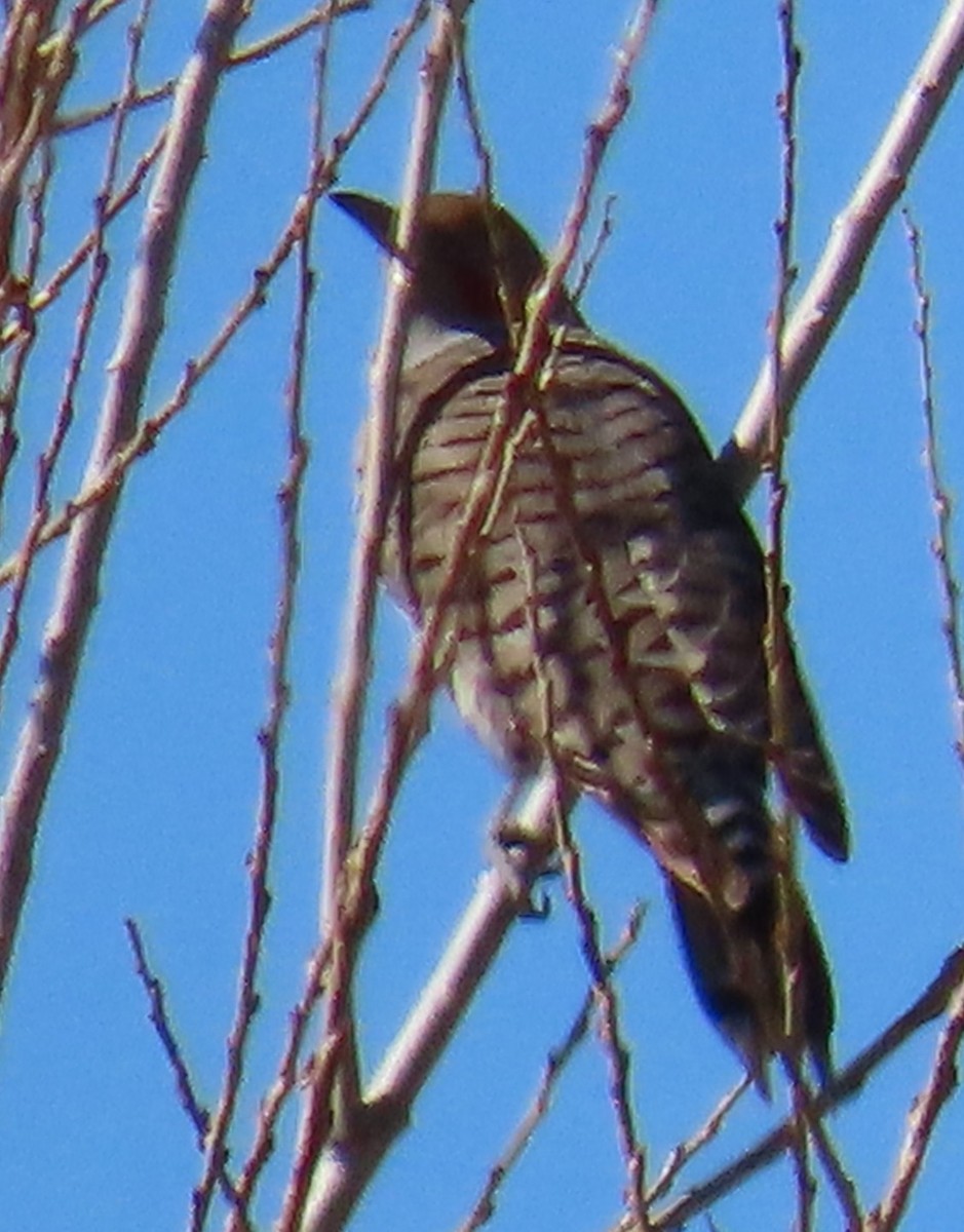 Northern Flicker (Red-shafted) - ML632719962
