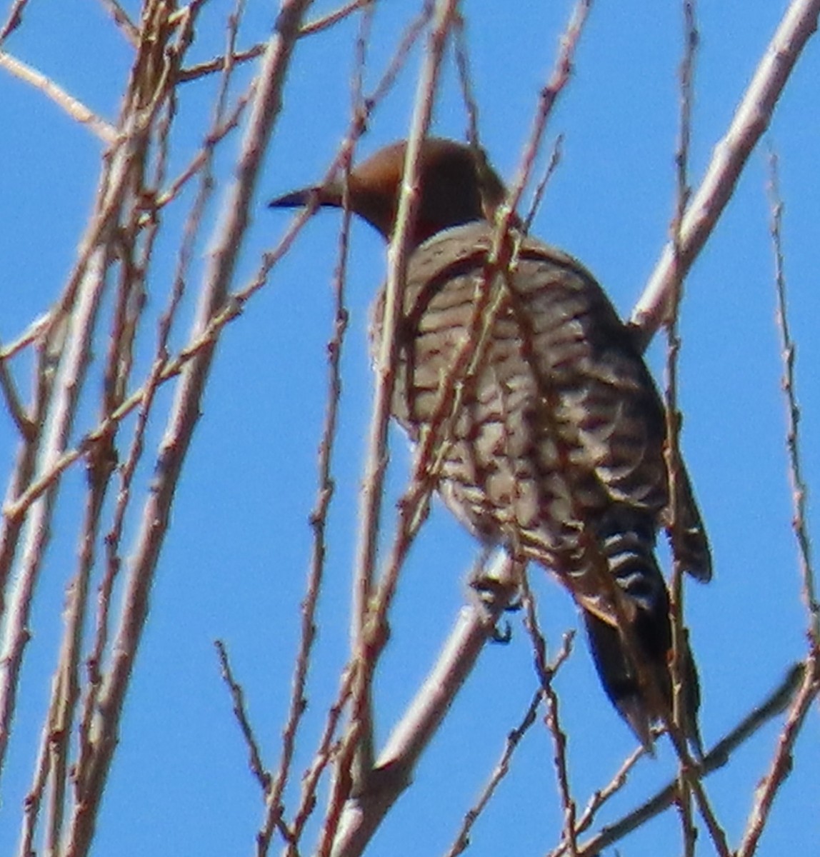 Northern Flicker (Red-shafted) - ML632719973