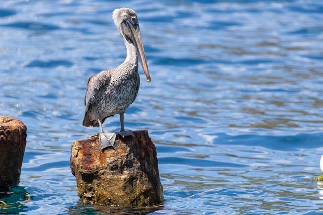 Brown Pelican - ML632720042