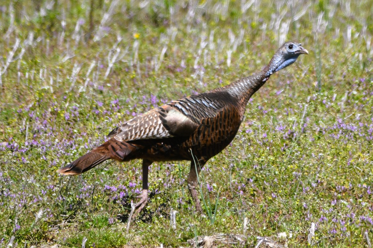 Wild Turkey - ML632720104