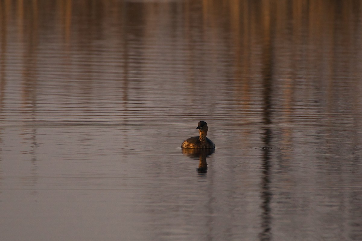 Little Grebe - ML632720122