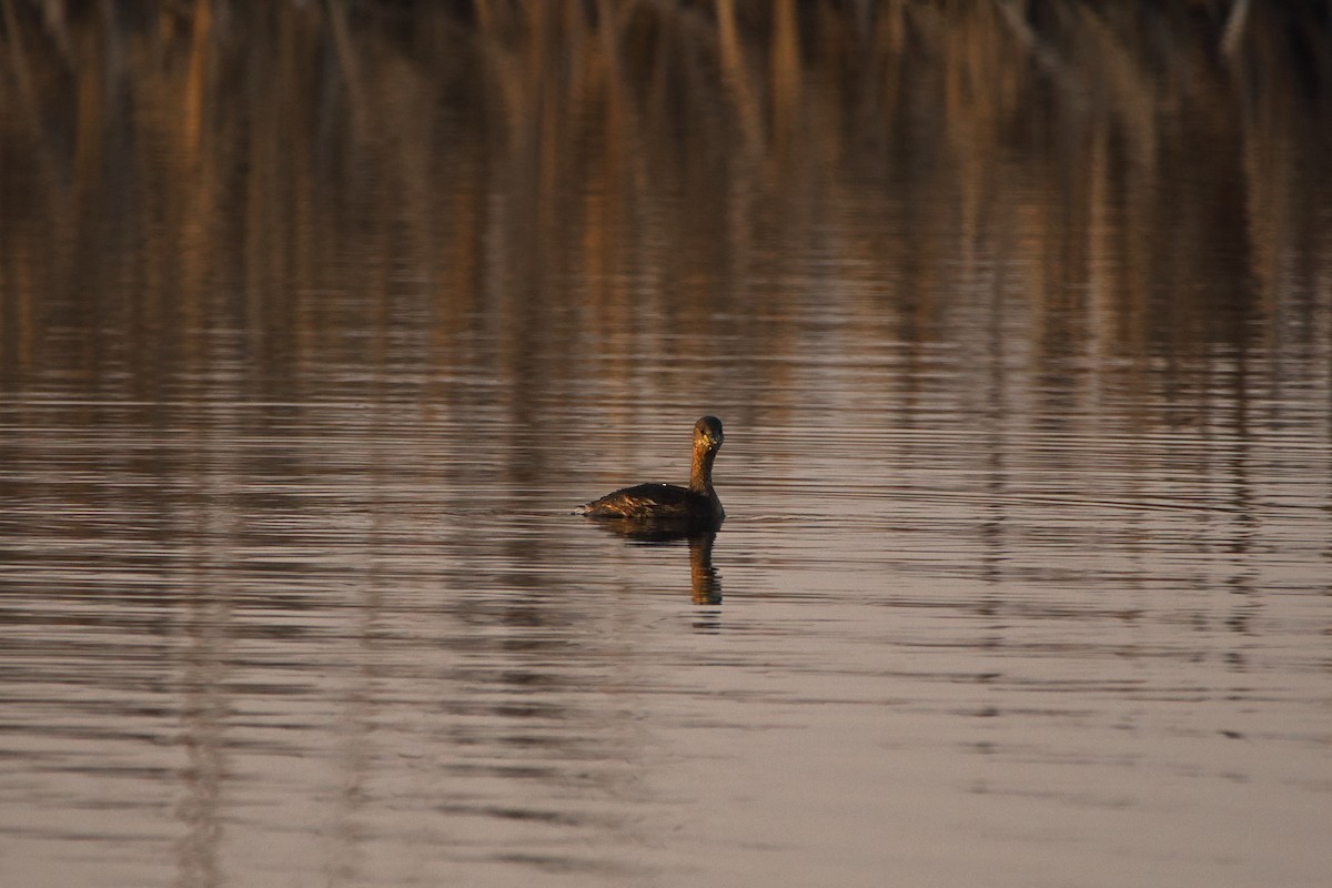 Little Grebe - ML632720123