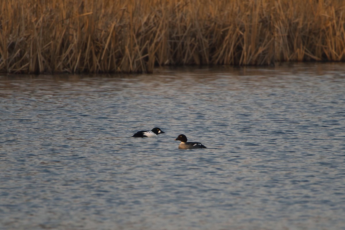 Common Goldeneye - ML632720141