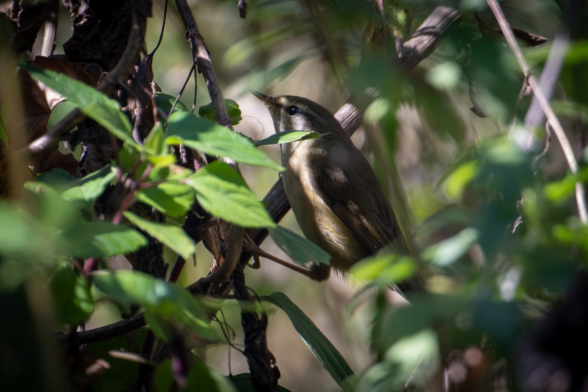 Aberrant Bush Warbler (Perplexing) - ML632720258