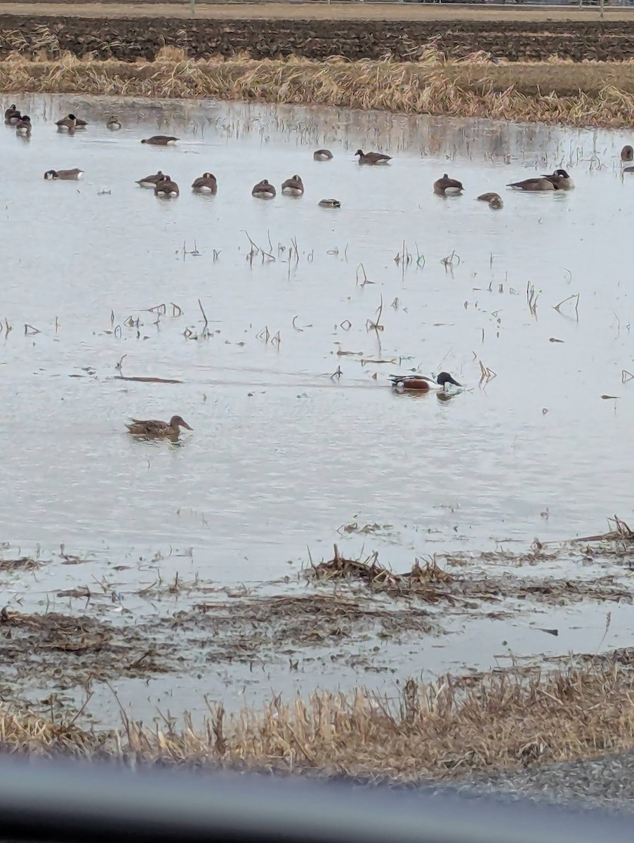 Northern Shoveler - ML632720308