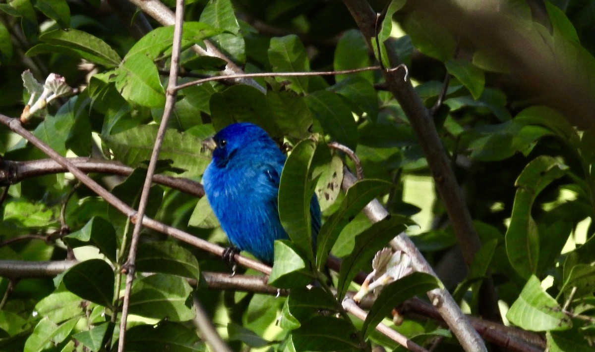 Indigo Bunting - ML632720351