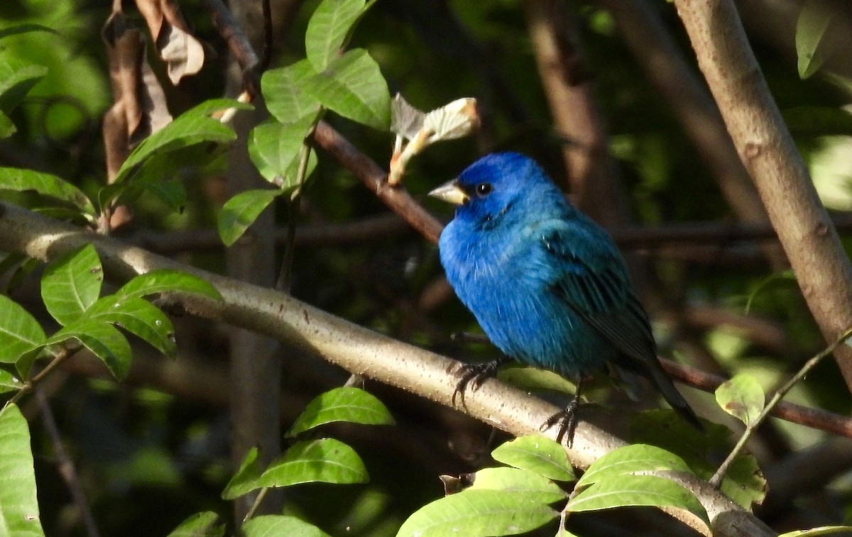 Indigo Bunting - ML632720361