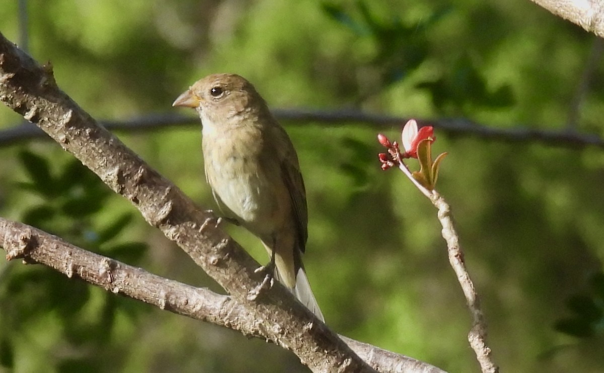 Indigo Bunting - ML632720374