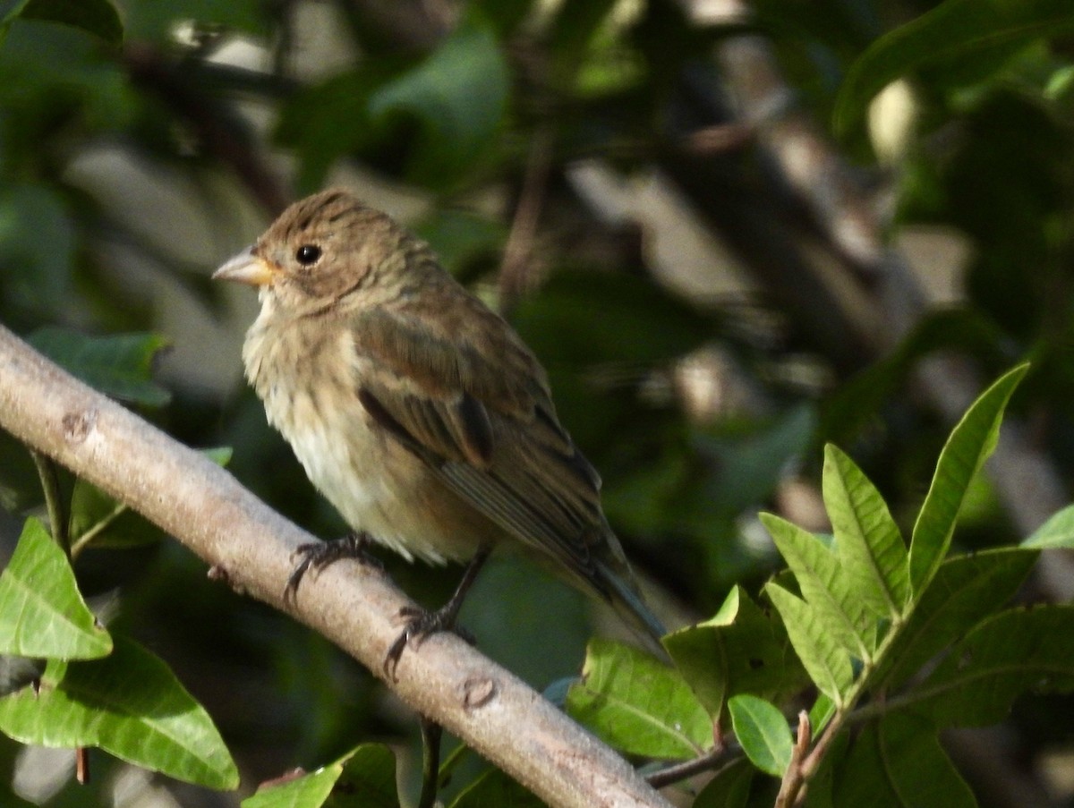 Indigo Bunting - ML632720382