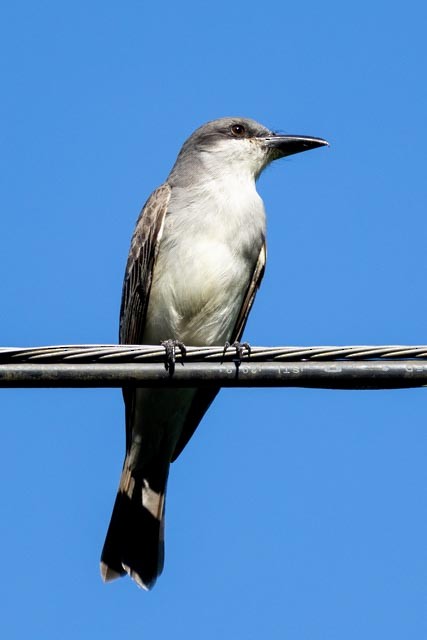 Gray Kingbird - ML632720431