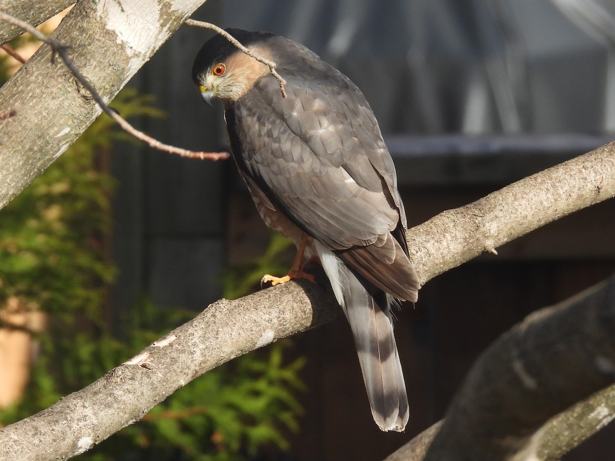 Sharp-shinned Hawk - ML632720445