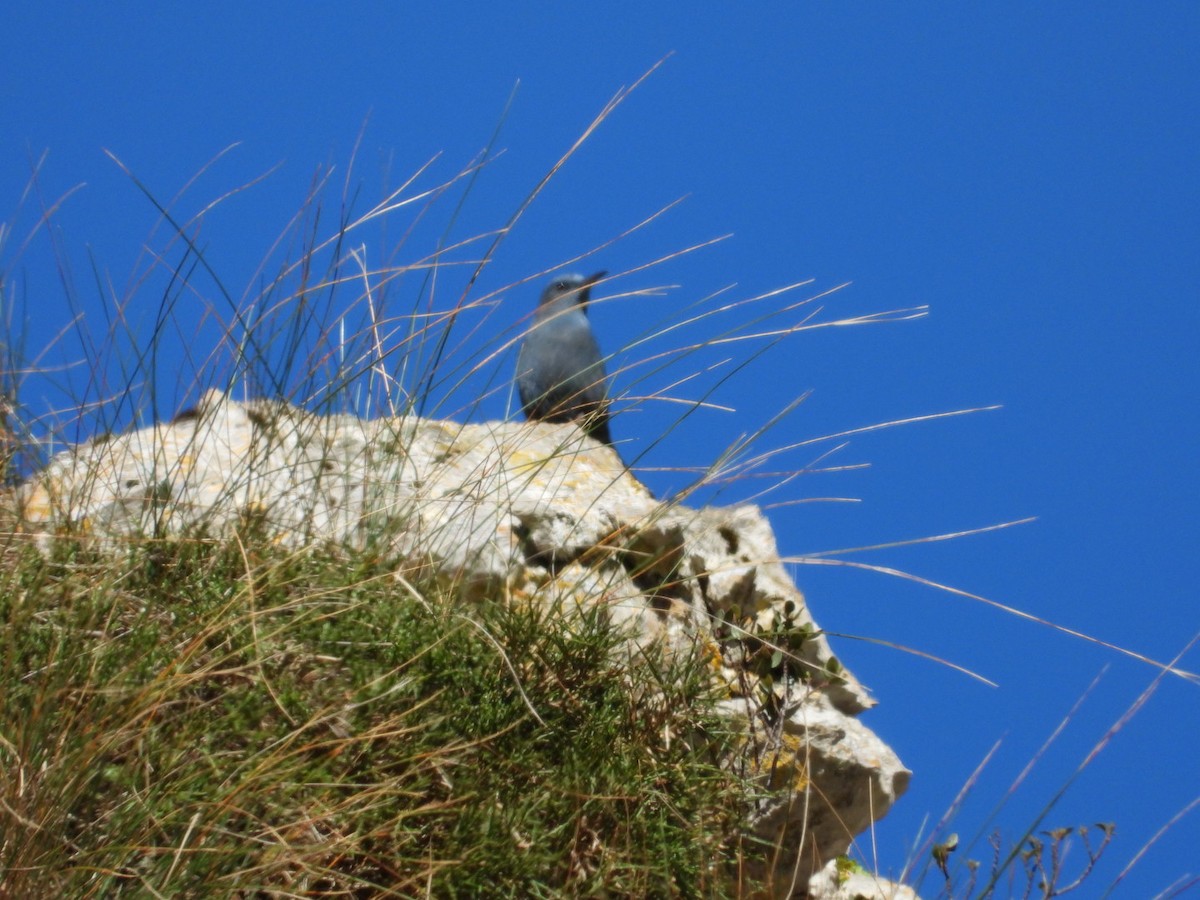 Blue Rock-Thrush - ML632720487