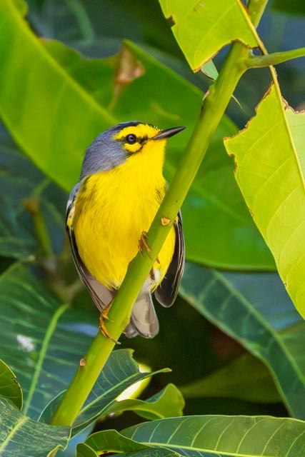 St. Lucia Warbler - ML632720492