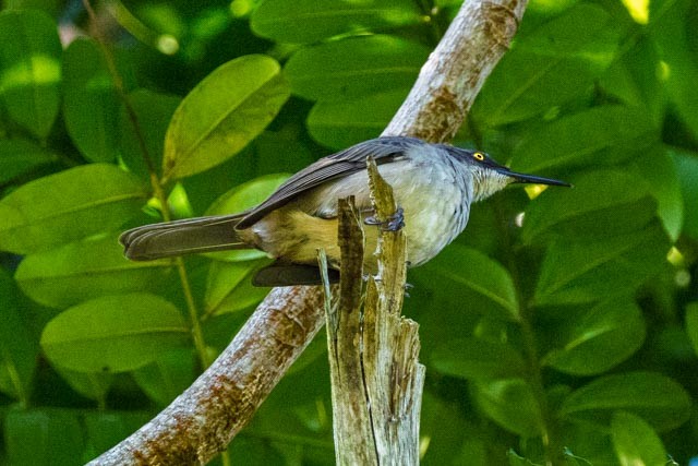 Gray Trembler - ML632720518