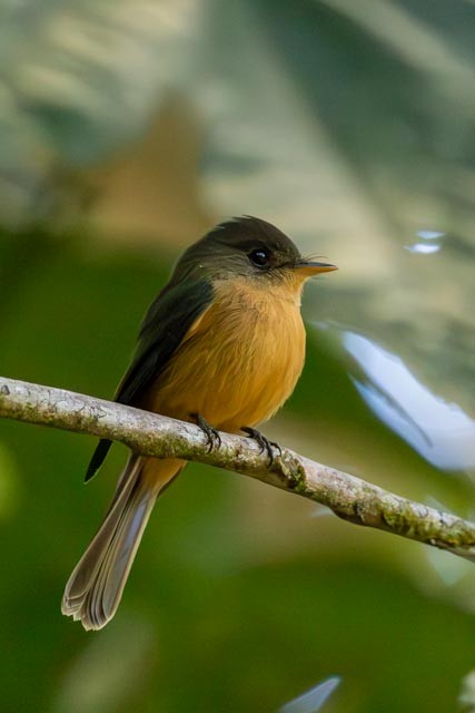 Lesser Antillean Pewee - ML632720561