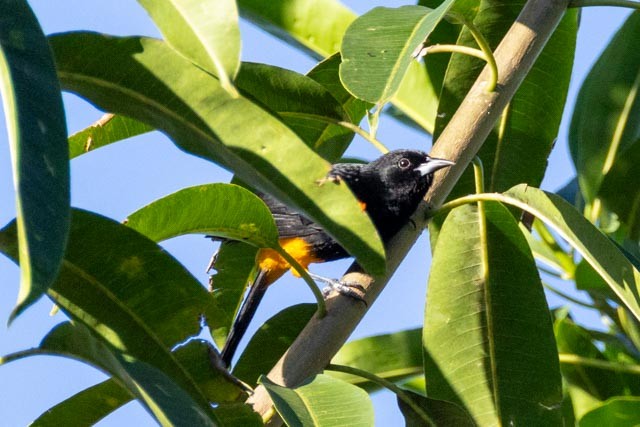 St. Lucia Oriole - ML632720597