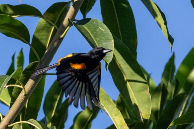 St. Lucia Oriole - ML632720598