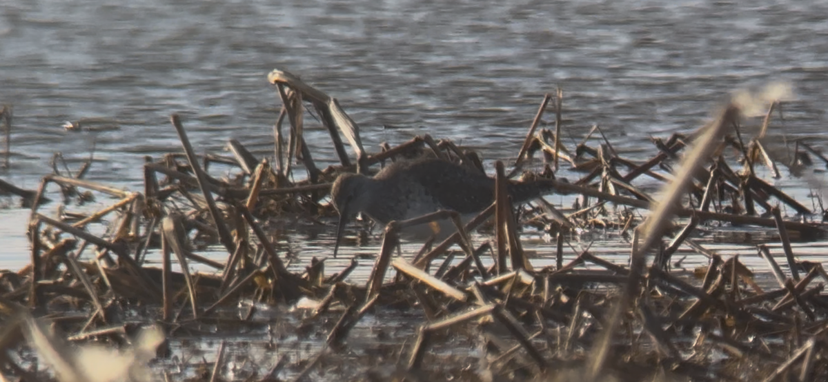 Lesser Yellowlegs - ML632720712