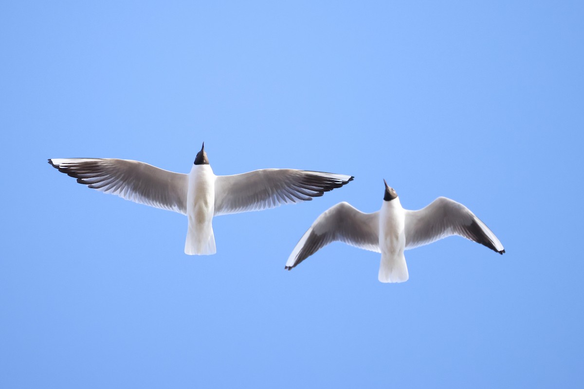 Black-headed Gull - Brian Gibbons