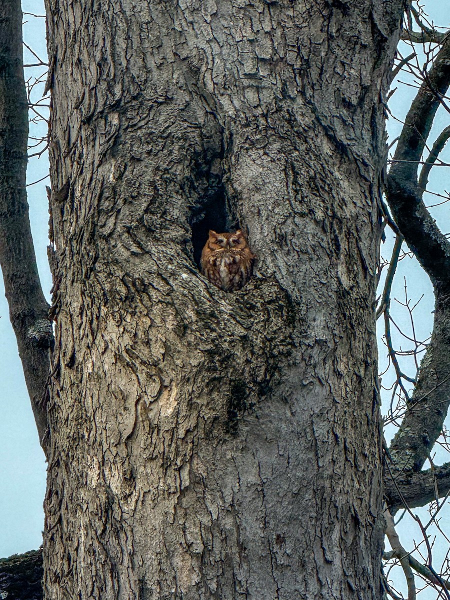 Eastern Screech-Owl - ML632721007