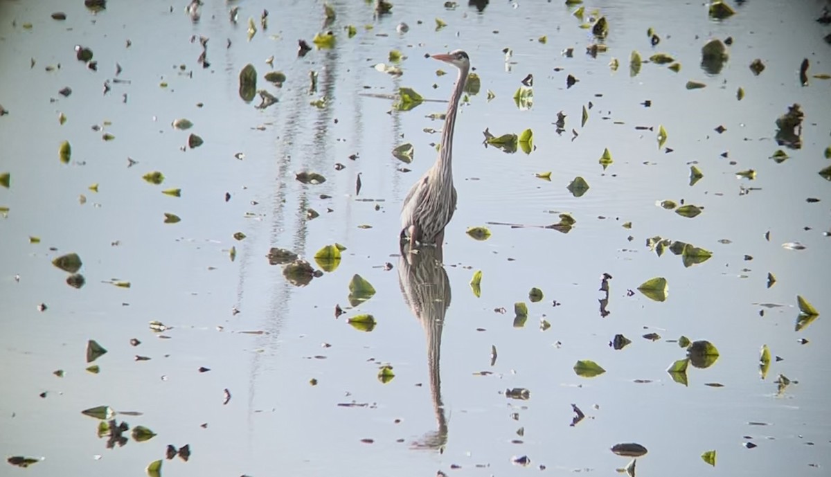 Great Blue Heron - ML632721092