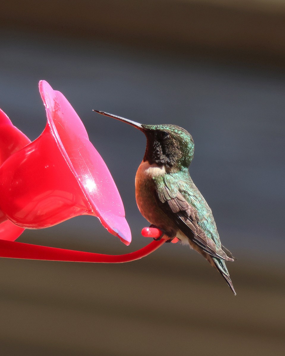 Ruby-throated Hummingbird - ML632721149
