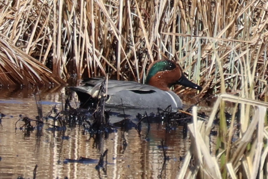 Ногоохон нугас - ML632721154